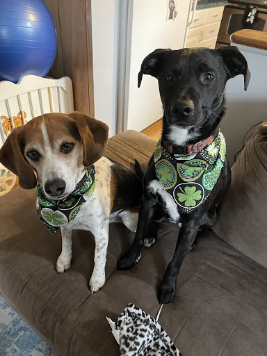 Photo of The Green Dog Organic Grooming