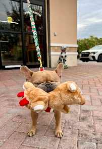 Paw-Radise Estero - Photo 6 - Car repair in Estero, FL, Bonita Springs