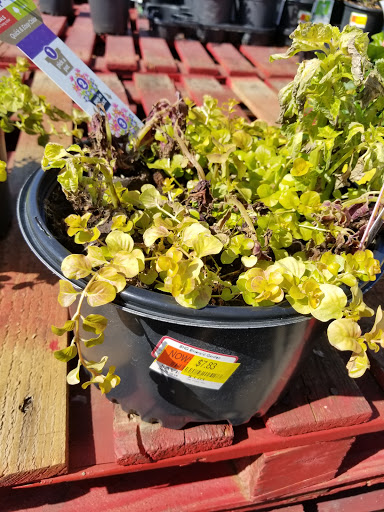 Department Store «Walmart Supercenter», reviews and photos, 20 Ferguson Blvd, Dry Ridge, KY 41035, USA