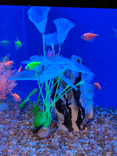 Pet Supply Store «PetSmart», reviews and photos, 215 Needham St, Newton, MA 02464, USA