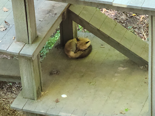 Government Office «Bear Hollow Wildlife Trail», reviews and photos, 293 Gran Ellen Dr, Athens, GA 30606, USA