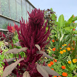 Photo n° 21 de l'avis de Michèle.V fait le 15/09/2023 à 19:37 pour Jardin Botanique Jean-Marie Pelt à Villers-lès-Nancy