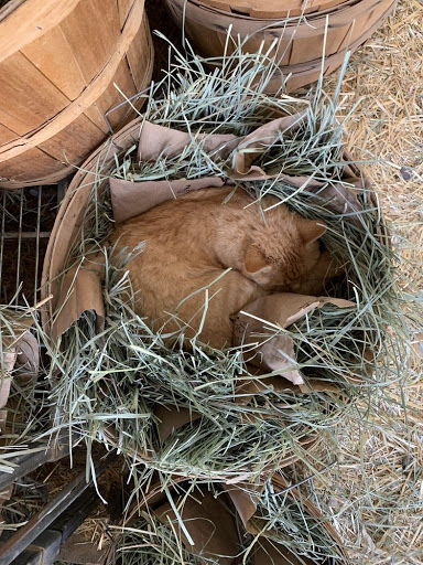 Zoo «Jr Pony Parties», reviews and photos, 1744 N Leonard Ln, Las Vegas, NV 89108, USA