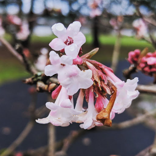 Park «Willamette Park», reviews and photos, SW Macadam Ave, Portland, OR 97219, USA