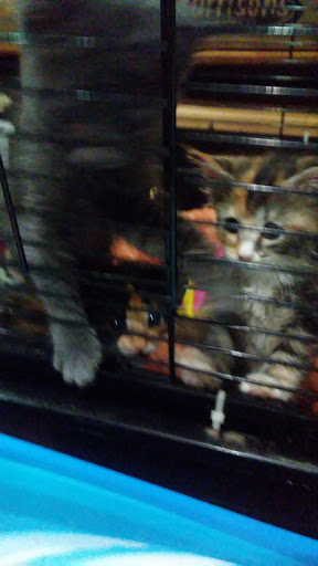 Pet Supply Store «Hobscot Pet Supply», reviews and photos, 328 E 5th Ave, Mt Dora, FL 32757, USA