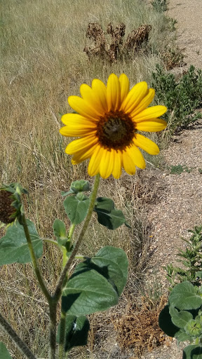 Park «Red-tailed Hawk Park», reviews and photos, 23701 E Hinsdale Way, Aurora, CO 80016, USA