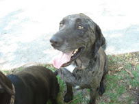 PetCare Hidden Fence - Photo 9 - Car repair in Mandeville, LA, Mandeville