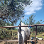 Photo n°3 de l'avis de agnese.a fait le 11/08/2023 à 11:42 sur le  Lo Sperone Ristorante Maneggio à Alcamo