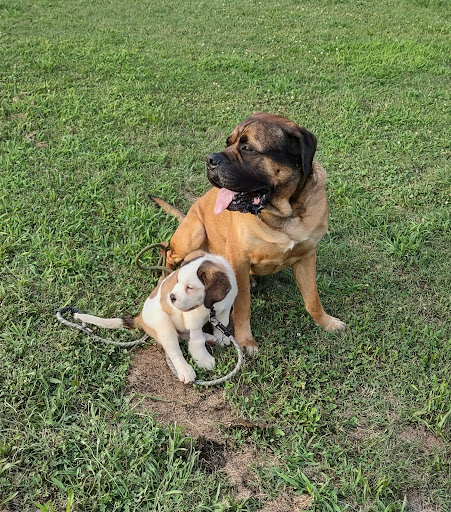 Park «Holmes Park», reviews and photos, Twin Lake Rd, Greenville, SC 29609, USA