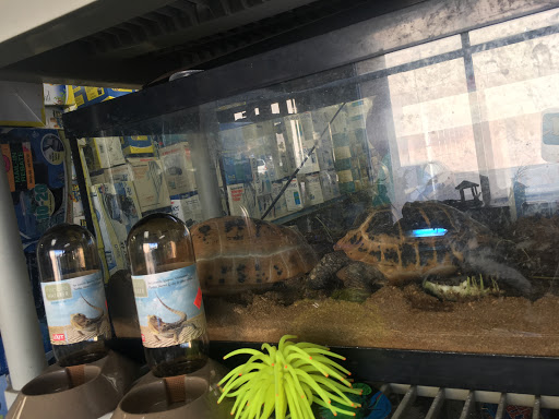 Goldfish Plus, 1027 Grand Ave, Covina, CA 91724, USA, 