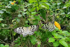Butterfly Domes image