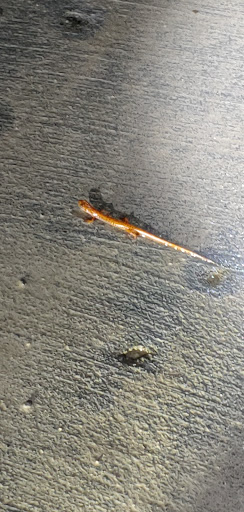 National Park «Cumberland Gap National Historical Park», reviews and photos, 91 Bartlett Park Road, Middlesboro, KY 40965, USA