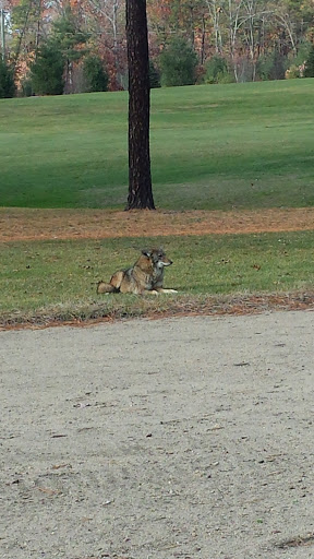 Golf Course «Veterans Memorial Golf Course», reviews and photos, 1059 S Branch Pkwy, Springfield, MA 01118, USA