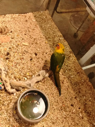 Pet Store «Pet Kingdom», reviews and photos, 4650 S Cleveland Ave, Fort Myers, FL 33907, USA