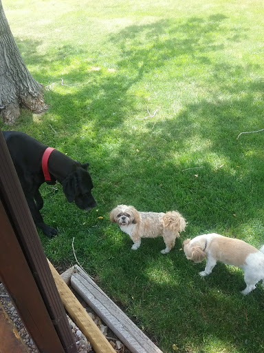 Animal Protection Organization «Humane Society-Black Hills», reviews and photos