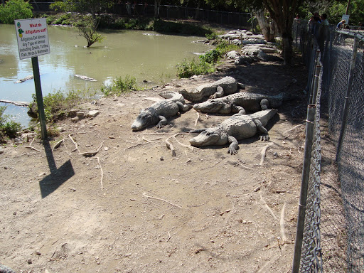 Tour Agency «Everglades National Park Boat Tours», reviews and photos