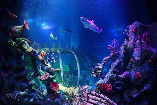 Aquarium «SEA LIFE Arizona», reviews and photos, 5000 S Arizona Mills Cir #145, Tempe, AZ 85282, USA