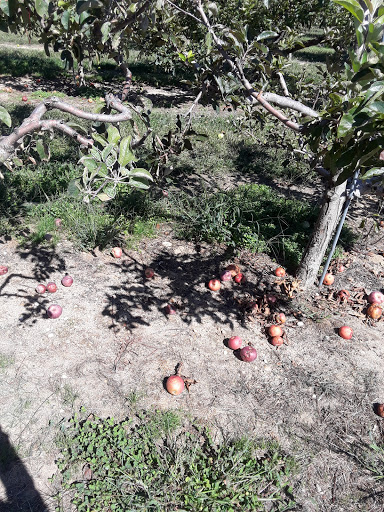 Farm «Lewin Farms», reviews and photos, 812 Sound Ave, Calverton, NY 11933, USA