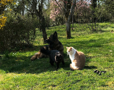 CLINIQUE VETERINAIRE SAINT VIT à Saint-Vit