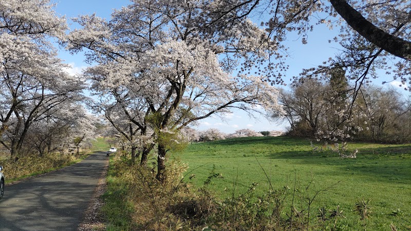 衣川桜並木(西側)