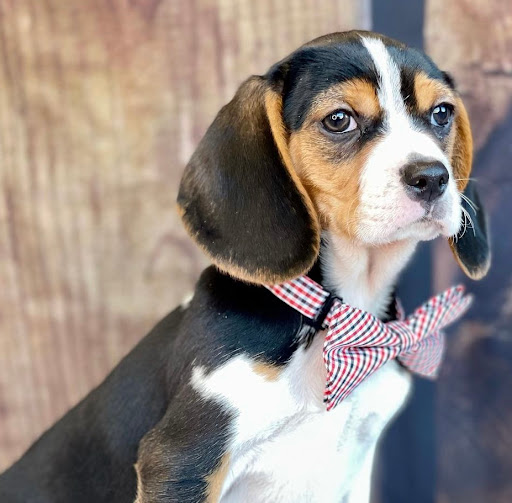 Dog Breeder «Playful Pets», reviews and photos, 115 Ridge Pike, Conshohocken, PA 19428, USA