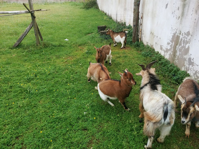 Associação Casal Moinho - Peniche