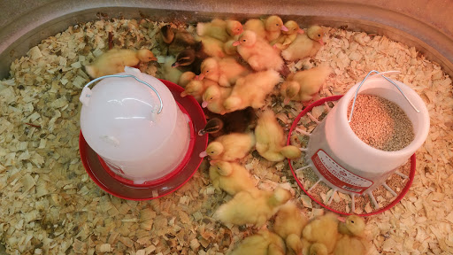 Home Improvement Store «Tractor Supply Co.», reviews and photos, 16907 E Hwy 13, Prior Lake, MN 55372, USA