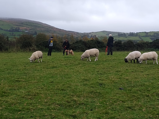 Oaks & Co Dog Training