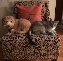 The adorable dog co. - Car repair in Littleton, CO, Highlands Ranch - Rated 4.8/5