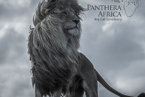 Panthera Africa Big Cat Sanctuary image