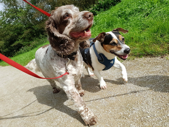 Reviews of The Dog Walker Warrington in Warrington - Dog trainer