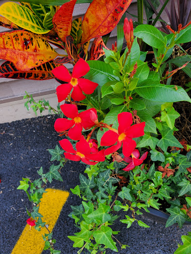 Tobacco Shop «Two Eagles Smoke Shop and Gas Mart», reviews and photos, 852 Bloomingdale Rd, Basom, NY 14013, USA