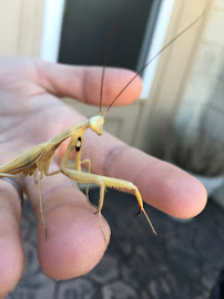 Bug Barrier Pest Control Inc - Photo 7 - Car repair in , San Jose