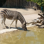 Photo n°4 de l'avis de Pasquale.v fait le 25/06/2023 à 21:06 sur le  Parco Zoo Falconara Srl à Falconara Marittima