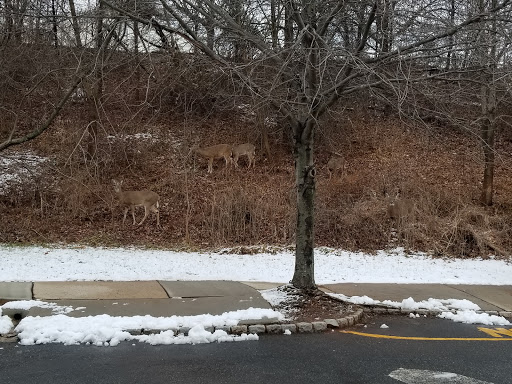 Movie Theater «Big Cinemas Movie City 8», reviews and photos, 1655 Oak Tree Road, Edison, NJ 08820, USA