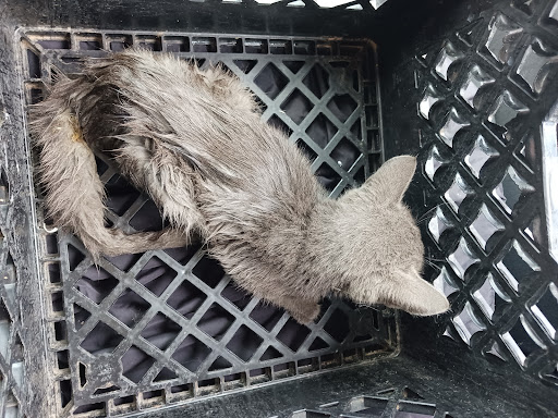 Animal Shelter «Humane Society of El Paso», reviews and photos