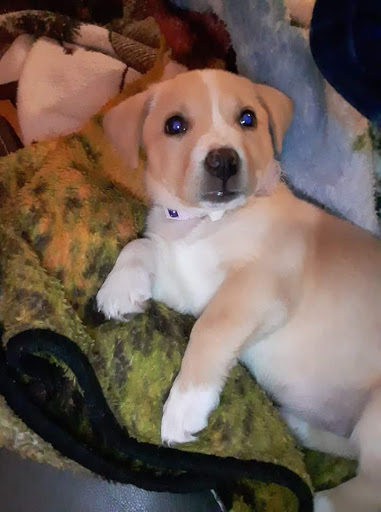 Pet Supply Store «Petco Animal Supplies», reviews and photos, 1207 S Caraway Rd, Jonesboro, AR 72401, USA