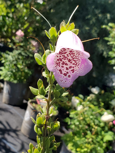 Hardware Store «Proctor Ace Hardware», reviews and photos, 1281 Atlantic Blvd, Neptune Beach, FL 32266, USA