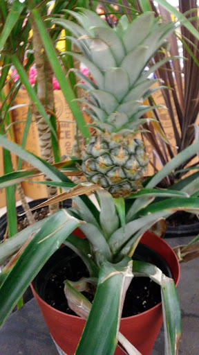 Grocery Store «Food Lion», reviews and photos, 936 Richards Rd, Antioch, TN 37013, USA