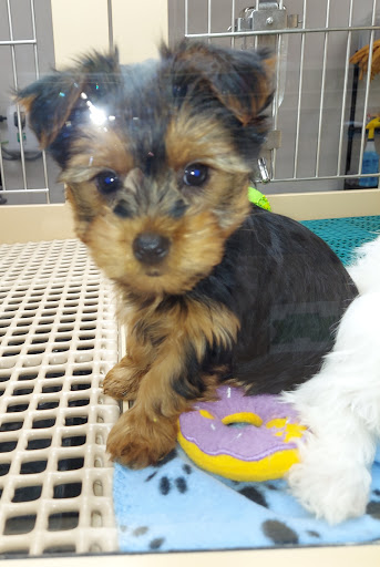 Pet Store «Petland», reviews and photos, 5470 Dixie Hwy, Fairfield, OH 45014, USA