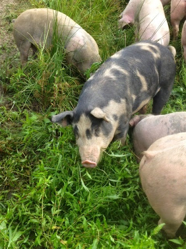 Butcher Shop «The Piggery Butcher Case», reviews and photos, 423 Franklin St, Ithaca, NY 14850, USA