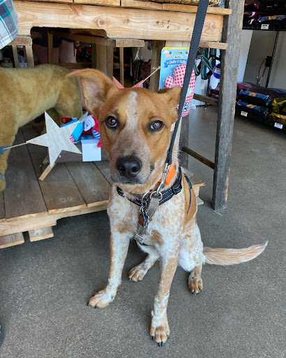 Pet Store «Shop Dog Boutique», reviews and photos, 5015 S Western Ave, Sioux Falls, SD 57108, USA