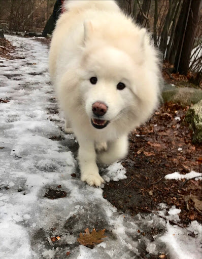 Park «Town of Arlington Menotomy Rocks Park», reviews and photos, 129 Jason St, Arlington, MA 02476, USA