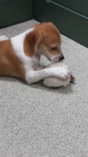 Pet Store «Petland», reviews and photos, 5470 Dixie Hwy, Fairfield, OH 45014, USA