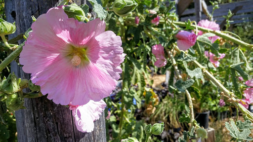 Coffee Shop «Mountain Sage», reviews and photos, 18653 Main St, Groveland, CA 95321, USA