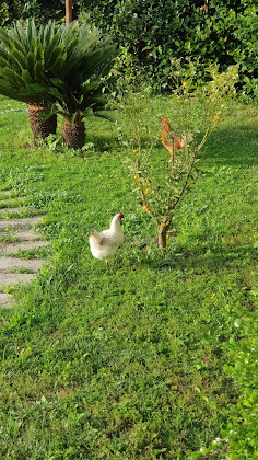 Photos des visiteurs Bed & Breakfast B&B mille912 80063 Piano di Sorrento