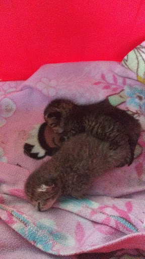 Pet Supply Store «Petco Animal Supplies», reviews and photos, 13127 N Dale Mabry Hwy, Tampa, FL 33618, USA