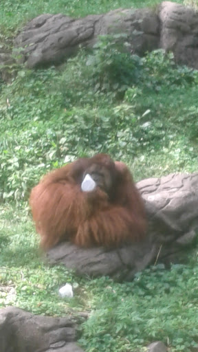 Tourist Attraction «Monkey Island», reviews and photos, Vine St, Cincinnati, OH 45220, USA