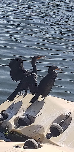 Nature Preserve «Robinson Preserve», reviews and photos, 9800 Manatee Ave W, Bradenton, FL 34209, USA