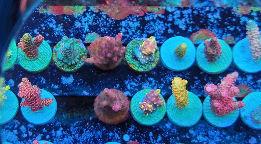 Tropical Fish Store «Shipwreck Cove Custom Aquariums», reviews and photos, 215 S El Camino Real, Encinitas, CA 92024, USA